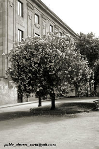 Árbol en flor