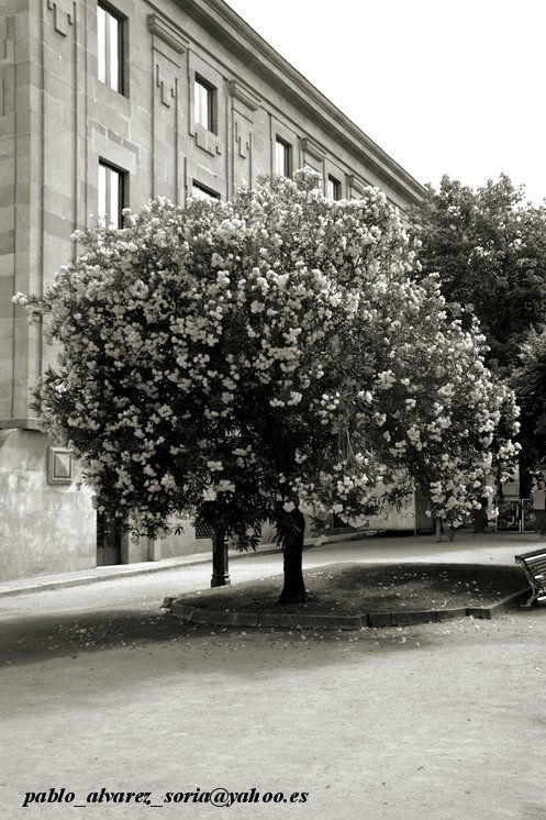 ÁRBOL EN FLOR