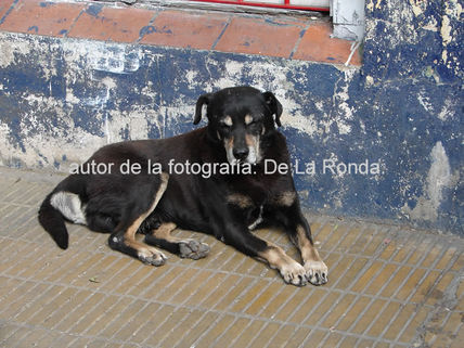 Vagabundo
