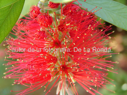 Japonesa roja