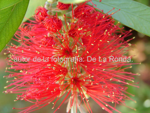 Japonesa roja