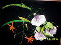 ORQUIDEAS DE MI TIERRA