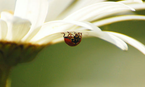 Macrografia Naturaleza