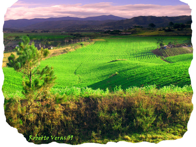 CAMPO VERDE Naturaleza Color (Digital)