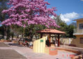 Lapacho (Tajibo) en Flor