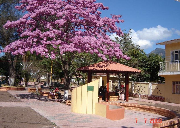 Lapacho (Tajibo) en Flor 