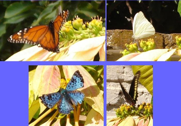 Mariposas 