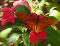 MARIPOSA 1