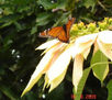MARIPOSA 2