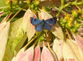 MARIPOSA 4