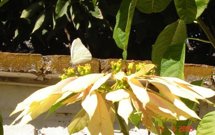 Mariposa 5