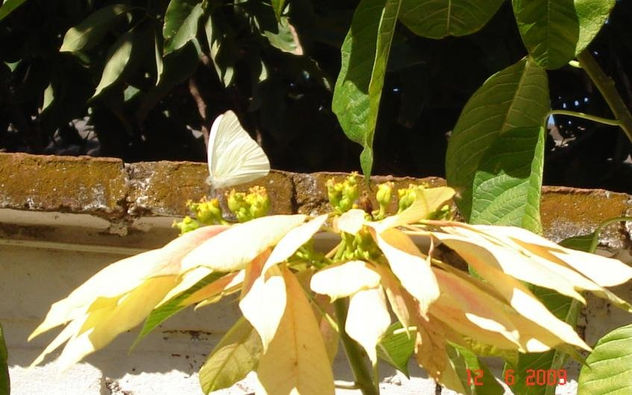 MARIPOSA 5