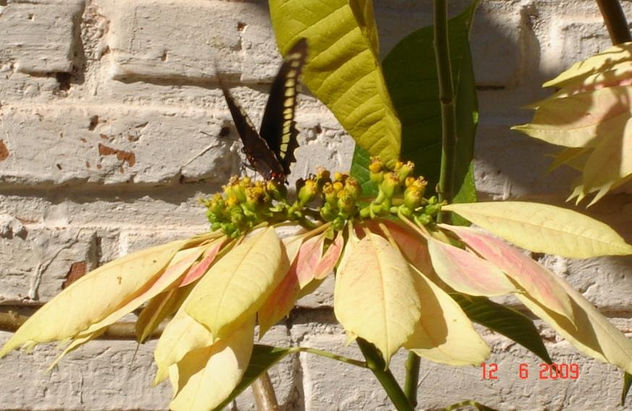MARIPOSA 6