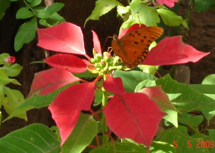 Mariposa 7