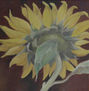 girasol