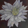 flor de nenúfar