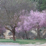 Primavera thumbnail 2