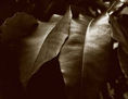 FLORA 1