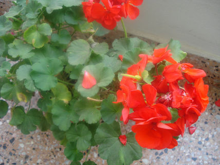 El malvón rojo