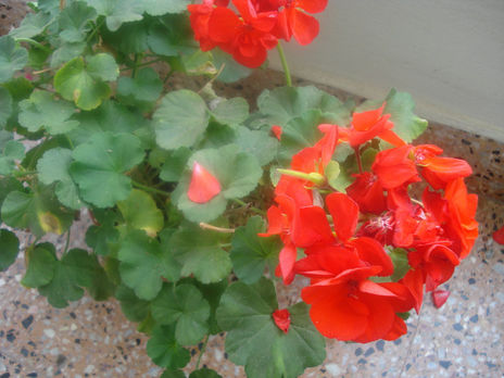 El malvón rojo