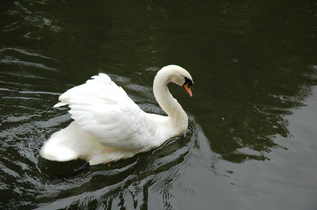 Cisne cuello blanco 1 