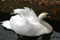 Cisne cuello blanco 2