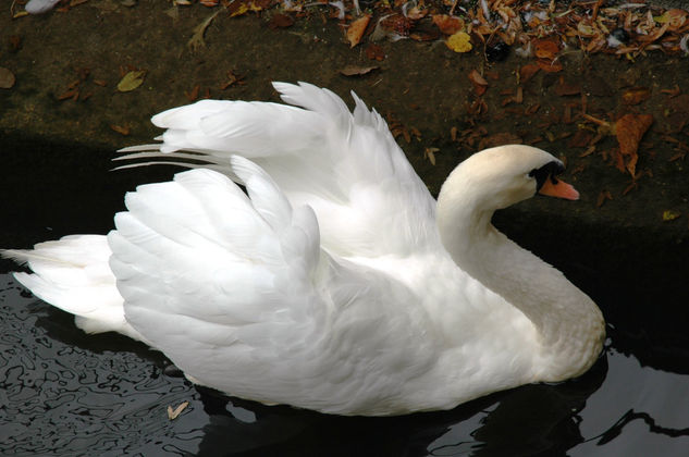 Cisne cuello blanco 2 Arquitectura e interiorismo Color (Digital)