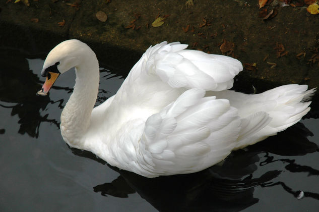 Cisne cuello blanco 3 