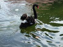 Cisne cuello negro 2