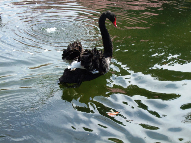 Cisne cuello negro 2 