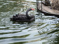 Cisne cuello negro 3