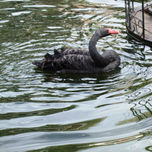 Animales thumbnail 2