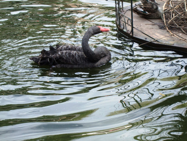 Cisne cuello negro 3 