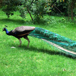 Animales thumbnail 1