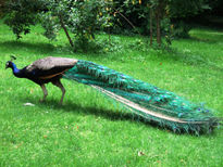 Pavo Real 3