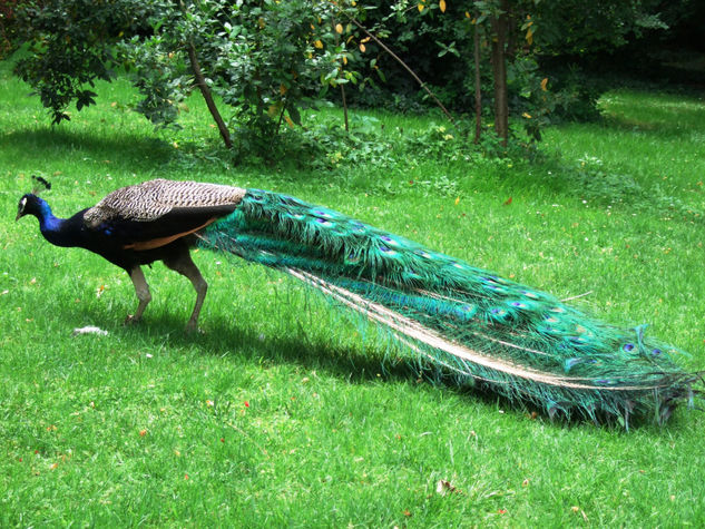 Pavo Real 3 