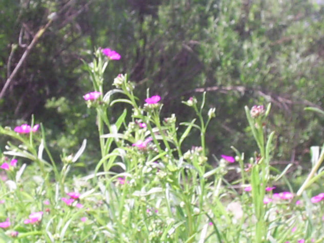 flores silvestres