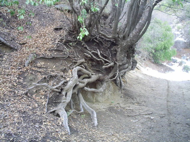 raices al descubierto 