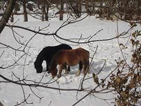 Caballos en la Nieve