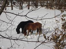 Caballos en la Nieve 