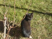 Miau
