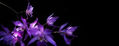 ORQUIDEA FONDO NEGRO