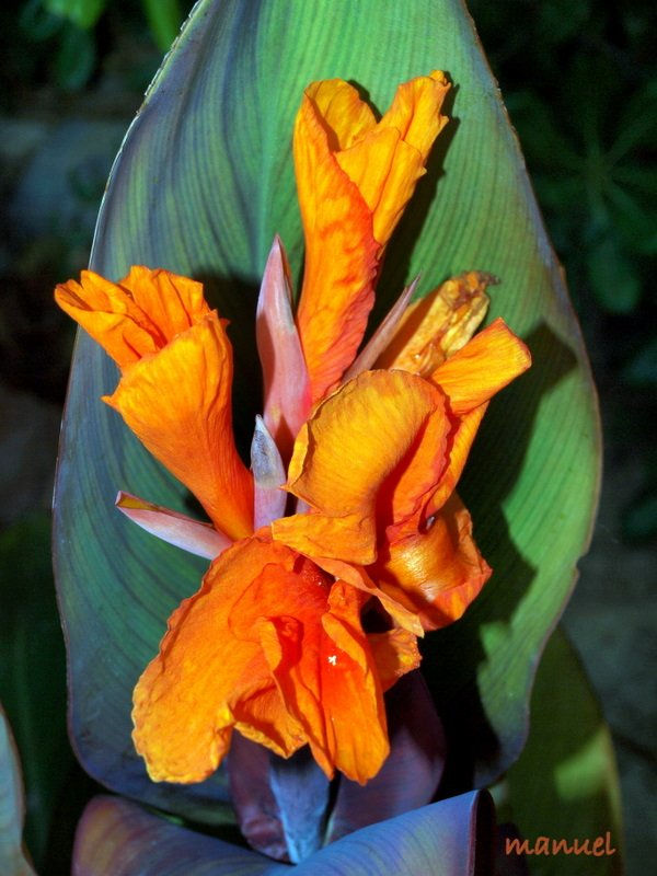 FLORES