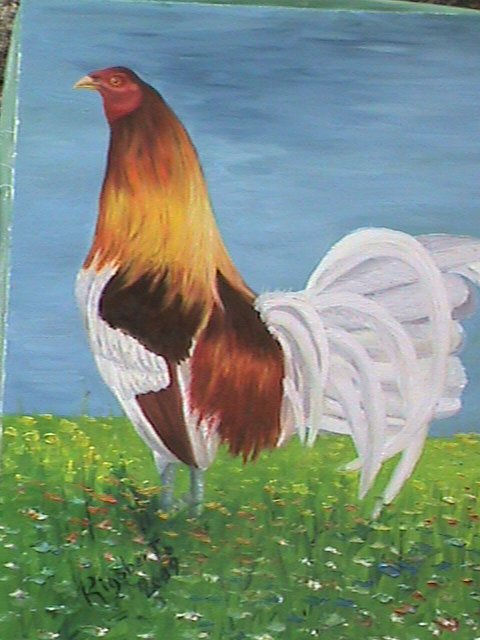 gallo lindo