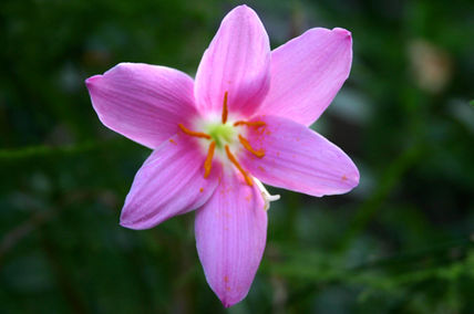 Psicoflower