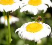 psicoflower, levanta vuelo!!!