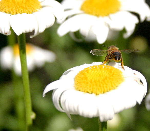 psicoflower, levanta vuelo!!! 