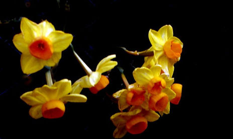 FLORES