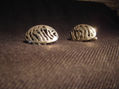 Coleccion Zebra Mancornas