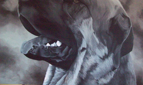 los perros y las emociones